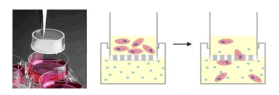 技术服务 细胞生物学实验 将培养细胞上层小室放入培养板中,上下层