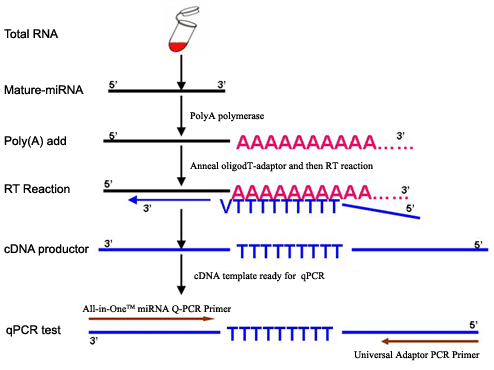 miRNA检测